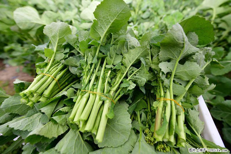 这些蔬菜是“天然钙片”，这6种被医生重点推荐 - 金昌生活资讯 - 金昌28生活网 jinchang.28life.com